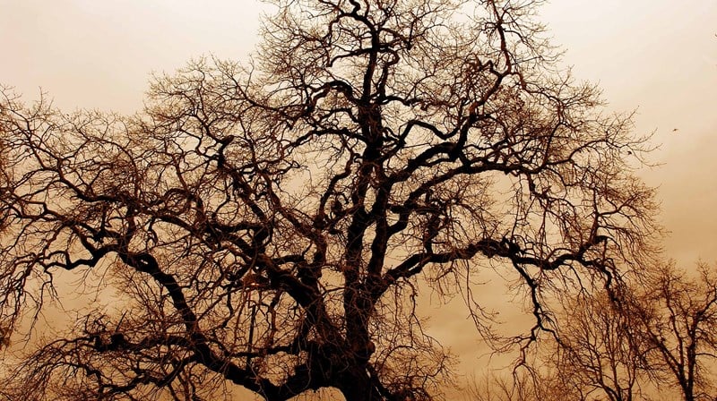 Tre mot himmelen med mange greiner