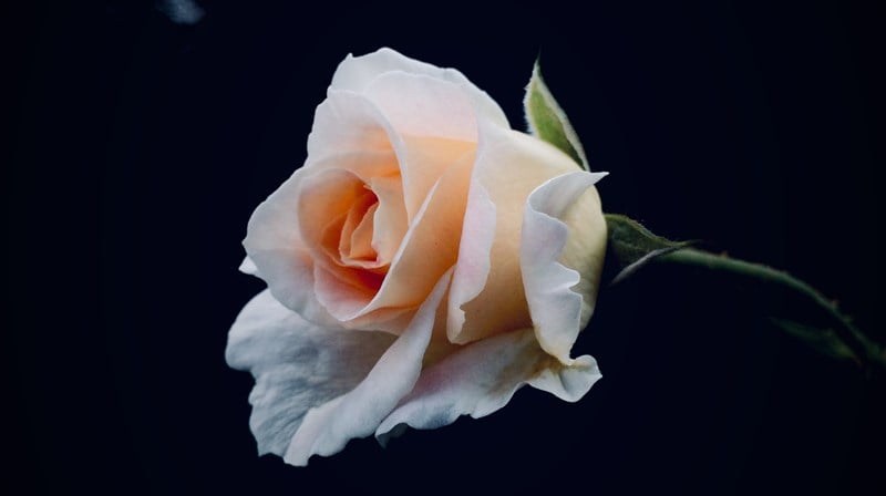 En enkel rose på svart bakgrunn